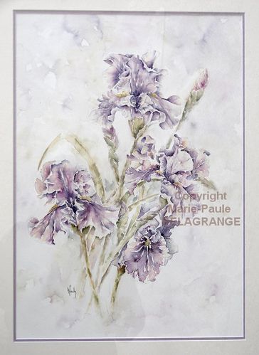 iris-violets-a-l-aquarelle3.jpg