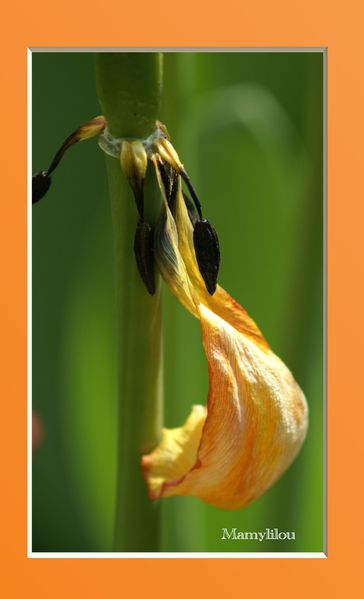 20110426 240 tulipe fanée