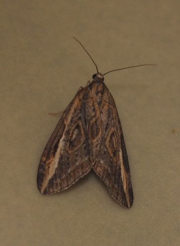 GEOMETRIDAE , Larentiinae , Chesias legatella 4
