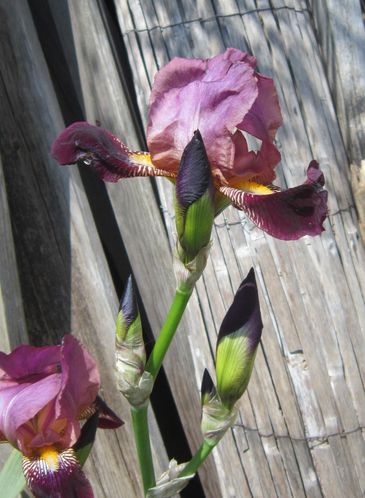 010r des Iris mauves