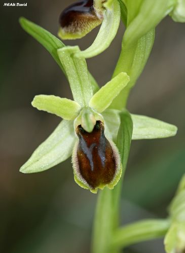 Ophrys petite araignée 1