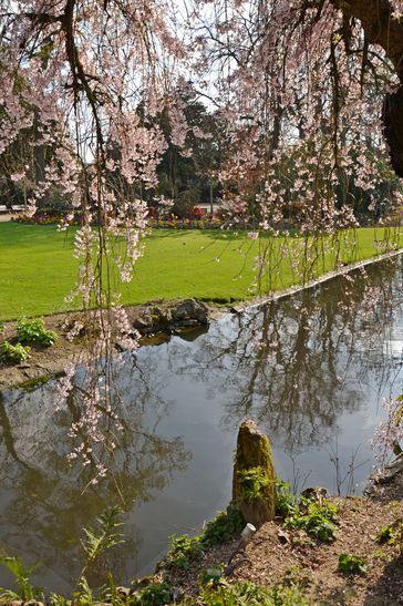 hanami-jardin-des-plantes.jpg