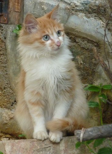 chat à Qingyanzhen