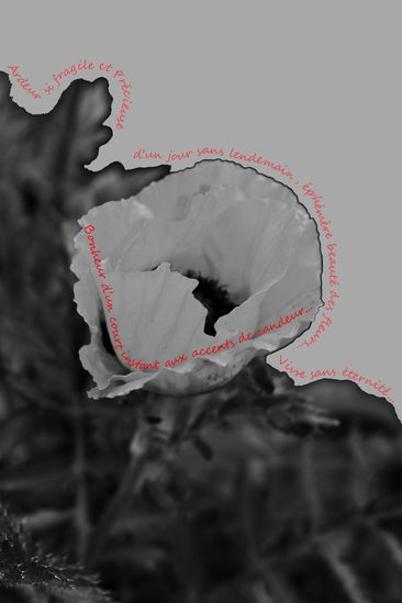 coquelicot