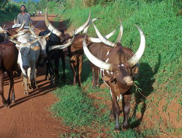 022 FORT PORTAL Vaches