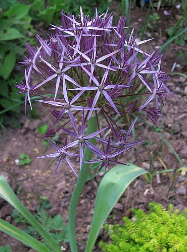 allium-christophii-27-mai-11.jpg