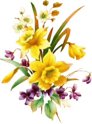 jonquille et fleurs jaunes