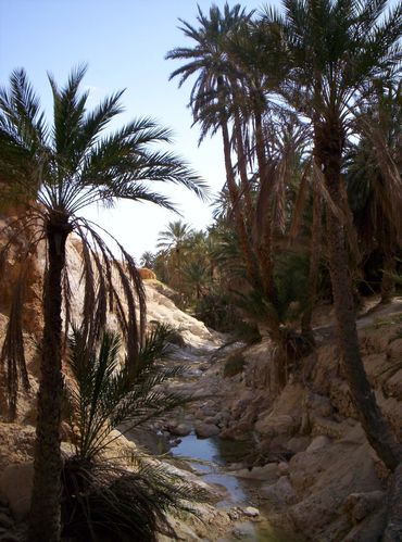oasis en Tunisie