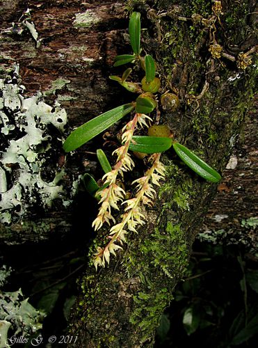 6 Ankazomivady - Bulbophyllum nutans