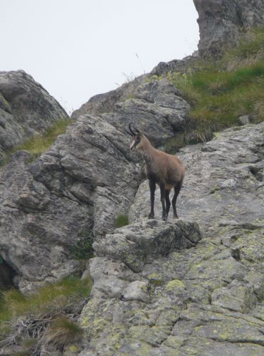 chamois 3