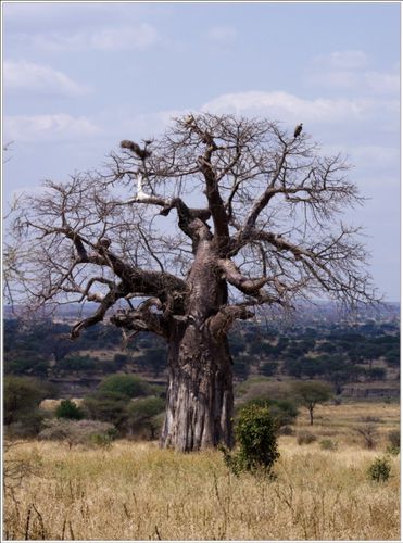 vautour du tarangire