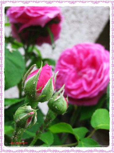 bouton-de-rose-ancienne.jpg