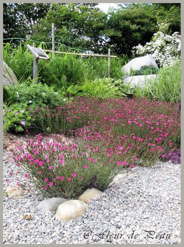 dianthus-deltoide---ou-oeillet-couche--au-pays-des-sacchar.jpg