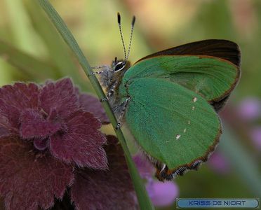 Photo gratuite : Thécla de la ronce - Argus vert - Thècle de la ronce - Callophrys rubi - Papilio rubi - Thecla rubi - Green Hairstreak 