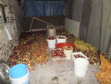 1 Pommes stockées