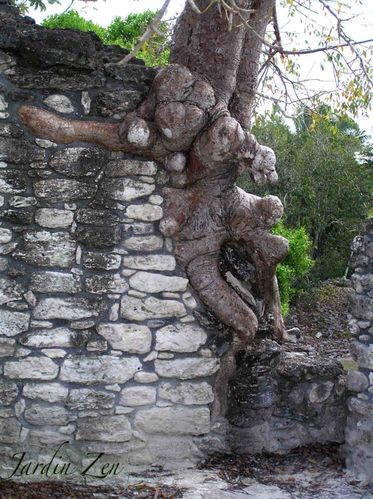 arbre gnome 1