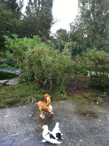 photo-copie-52