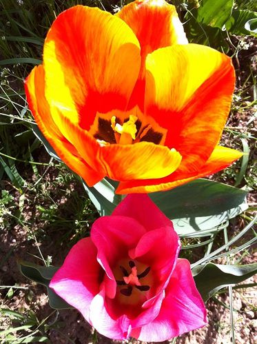 tulipe3.jpg
