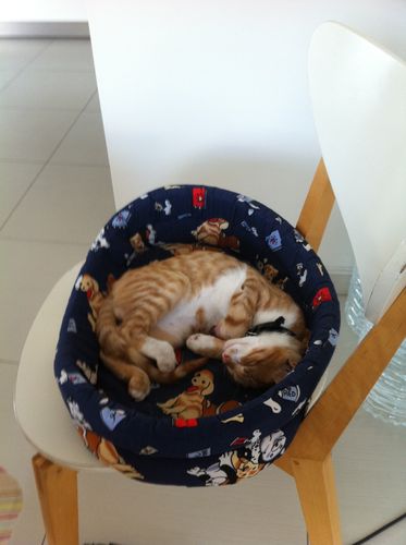 nos-animaux-2851.JPG