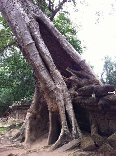 Angkor 0738
