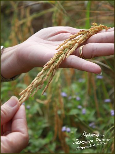Riz-parfume-copie.jpg