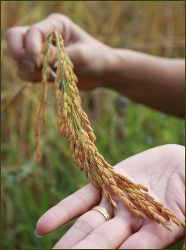 riz-gluant.jpg