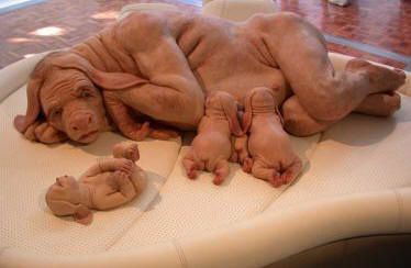 HybridesHommeCochon.jpg