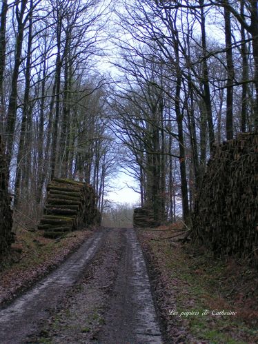 chemin.jpg