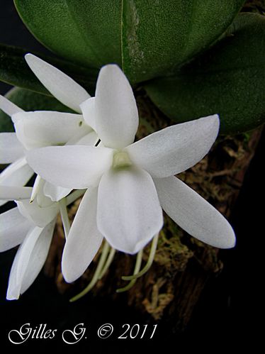 Aerangis fastuosa 2