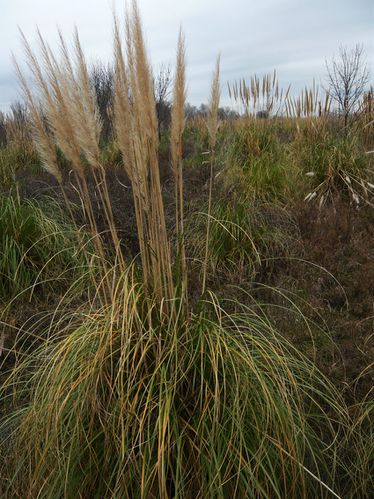 Cortaderia selloana