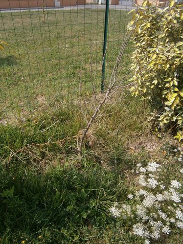 eleagnus aout 2012