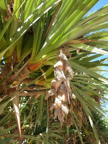vacoa fleurs
