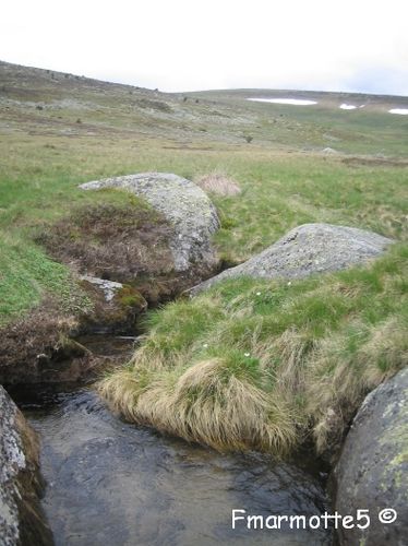 Sources du Tarn