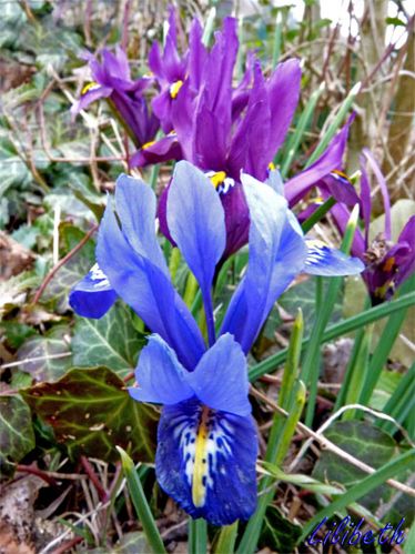 fleur bleue1