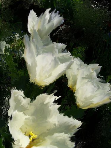 fleur-nature-bouquet-tulipe-blanche-offrir-20070422