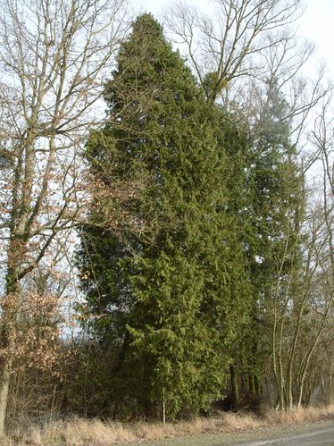 un certain géant vert des Ardennes