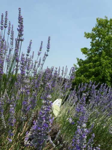 2012-06-Photo-du-mois-4.jpg