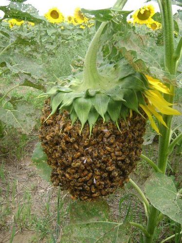 tournesol.jpg