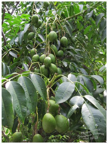 Makok-Nam_01_modifie-1.jpg