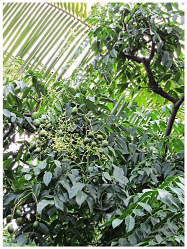 Makok Nam 02 modifié-1