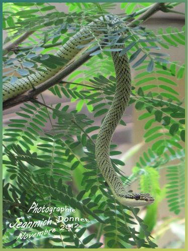 Serpent 03 copie