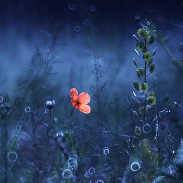 divers vie ailleurs