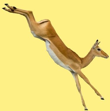 animal impalaswala-pala-aepyceros-melampus 00 art 1