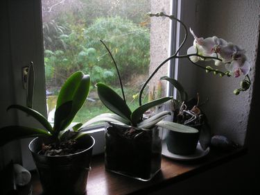 orchidée