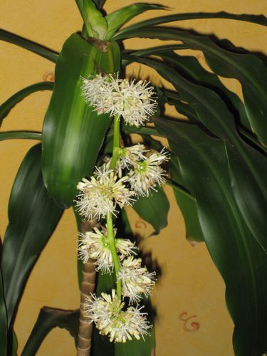 fleurs de yucca2