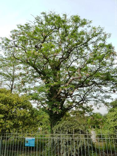 Robinia X Ambigua Decaisneana P1080458