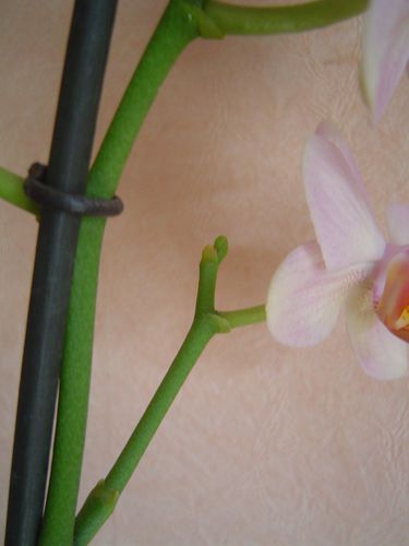 orchidee-3.jpg