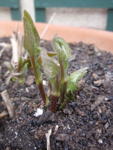 2010-03-27 Carroir007 small