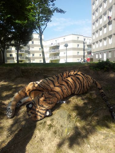 tigre au Val Druel