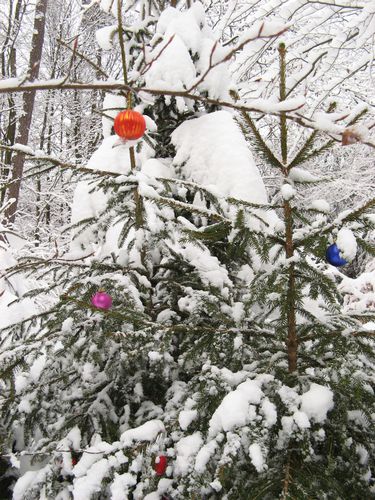 le-Gros-Chene-sous-la-neige-dec-2010 4606